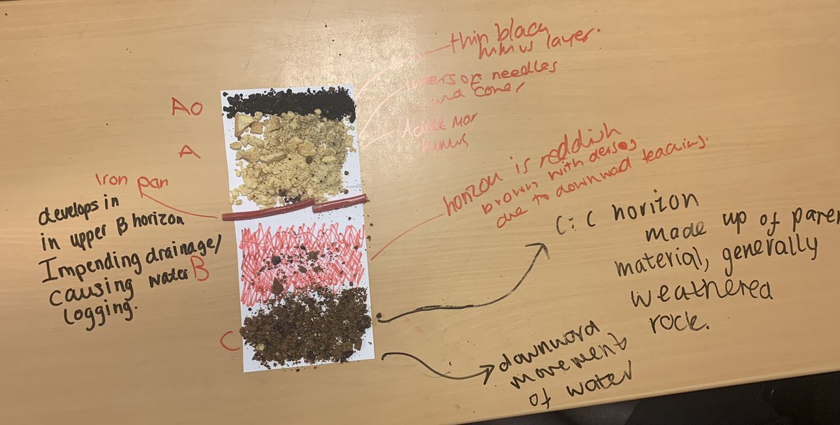 RenicksMiss's tweet photo. Annotated Podzol Soil Profiles with Highers. No notes. Just biscuits and sweets🌲🍪 https://t.co/LtiqipnXt0