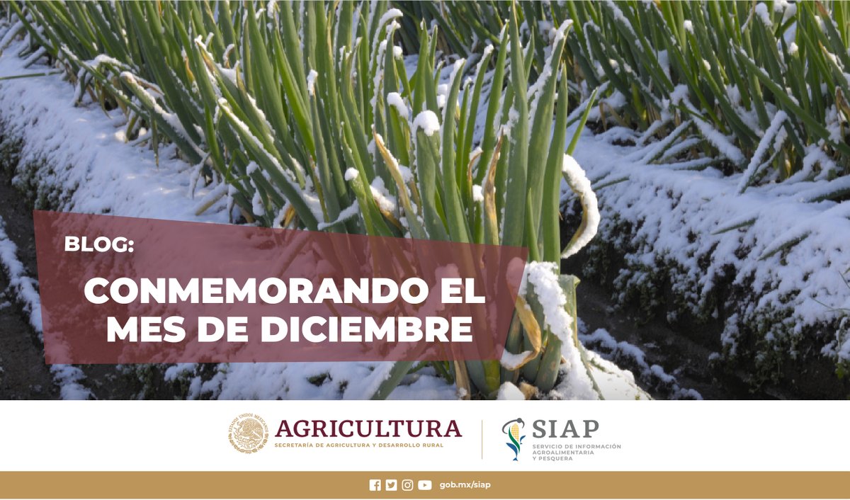 DGSIAP_Mx's tweet photo. #Blog: Conmemorando el mes de diciembre
El fruit cake es uno de los alimentos más consumidos durante la #Navidad.
👉https://t.co/oLgSSn42JR
#FelizViernes
#PastelDeFrutas
#AgriculturaMexicana https://t.co/vGgOnHCae8