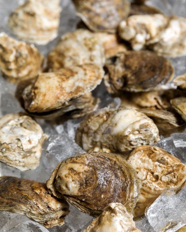 Shucking perfection, one oyster at a time! 🌊🦪 View our menu: link-pro.io/AqL5zgs #downtownbatonrouge, #louisiana, #oysterlover, #seafoodlover, #oysterbar, #joliepearl, #prettyshuckingood, #oysteraficionado