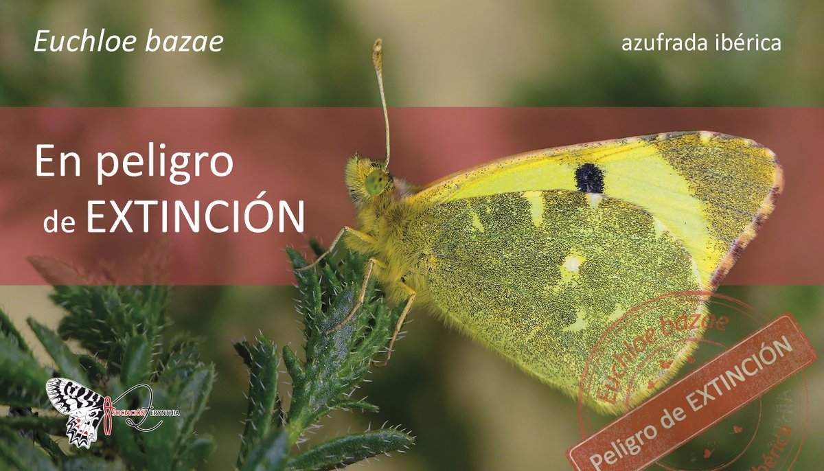 asocZERYNTHIA's tweet photo. Gracias @cesarluena por atender la problemática de este valioso y amenazado endemismo 🦋, cuyo hábitat se encuentra gravemente amenazado. Especialmente en Andalucía, donde este entorno único carece de la protección de la Red Natura 2000, algo que urge resolver #polinizadores https://t.co/EXJBxctXR3