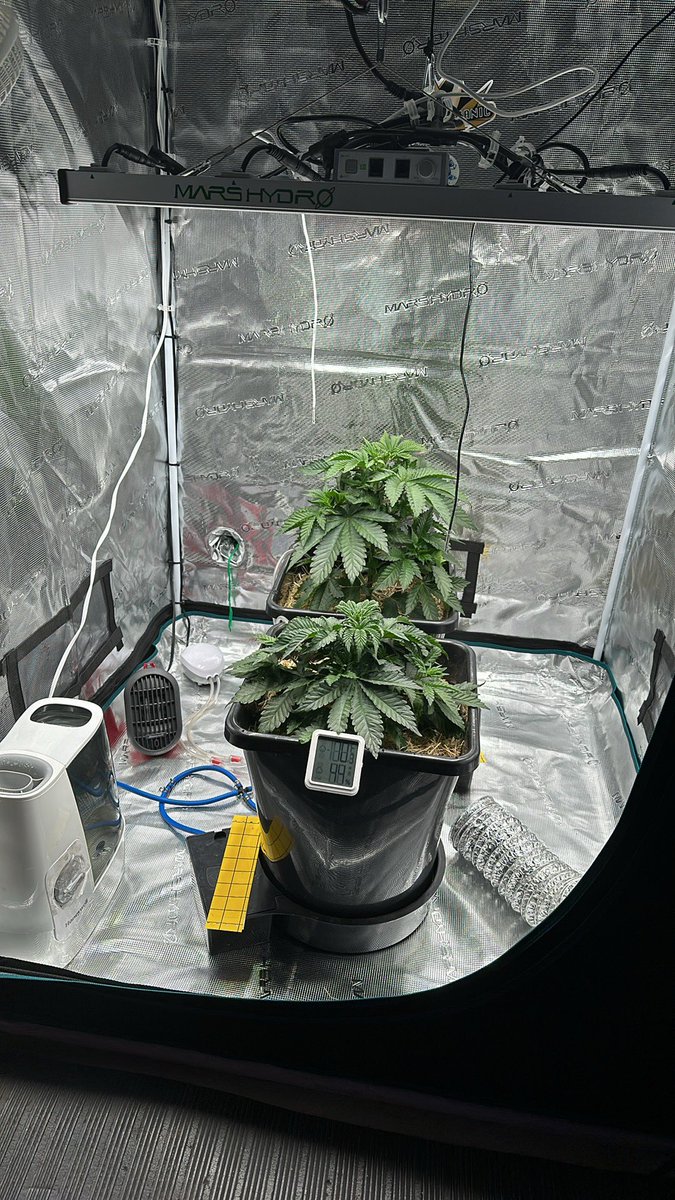 Week 2. #biscottihottie
 #hightidesseds #autopot #autopotxl #marshydro #marshydrofce3000 #adonislivingsoil #marshydrogrowtent #marshydroinlinefan #marshydroihub #thursday #thursdayvibes 
#organic #organico 
#organicallygrown 
#organicgrowing