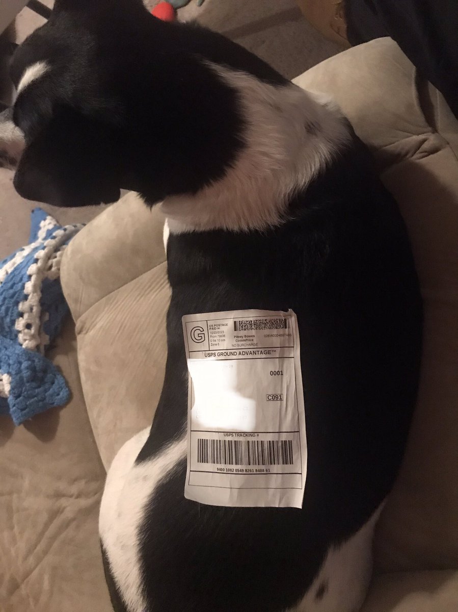 LoeLatham's tweet photo. Ok… Pet parenting cost
TOO DAMN MUCH!
I’m sending him BACK!
😩🤣💛 #DogDadProblems https://t.co/SGzlYqHncq