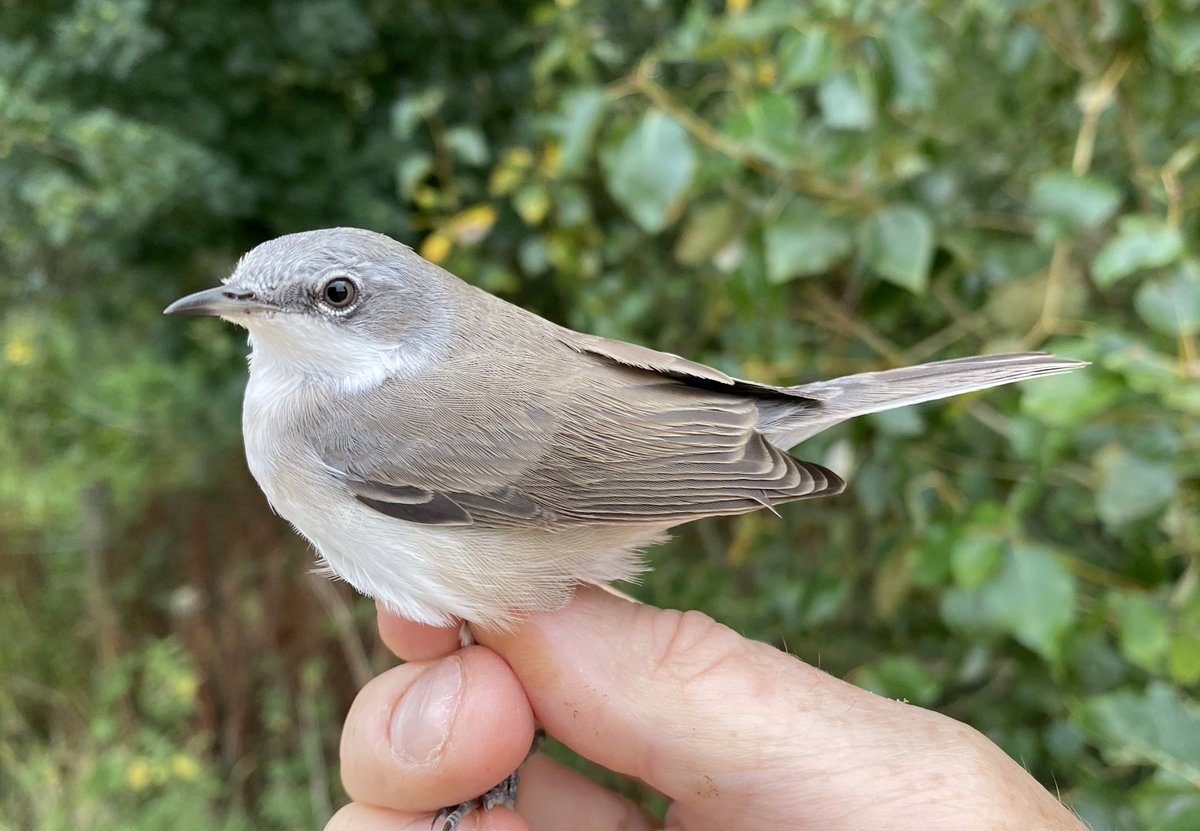 A belated thanks to all who helped with Abberton CES #birdringing this summer 🙌. Nearly 600 birds processed. Plenty of juveniles. Pics here of pristine Sedge Warbler, Willow Warbler and Lesser Whitethroat from August 💚