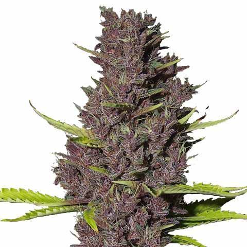 Without a doubt, Blue Dream seeds are one of the most popular #marijuanastrains in the U.S. Blue Dream gives that 'Cool West Coast Vibe' high sativa-dominant hybrids are known for. buff.ly/3hNEqyn