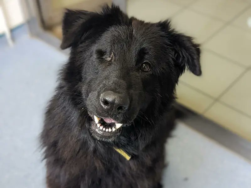 Please retweet to help Stormi find a home #SHREWSBURY #SHROPSHIRE #UK Affectionate German Shepherd Cross aged 4. She arrived at the shelter pregnant, her puppies have all now found homes. She has had a turbulent start in life with the loss of an eye and some spinal issues that…