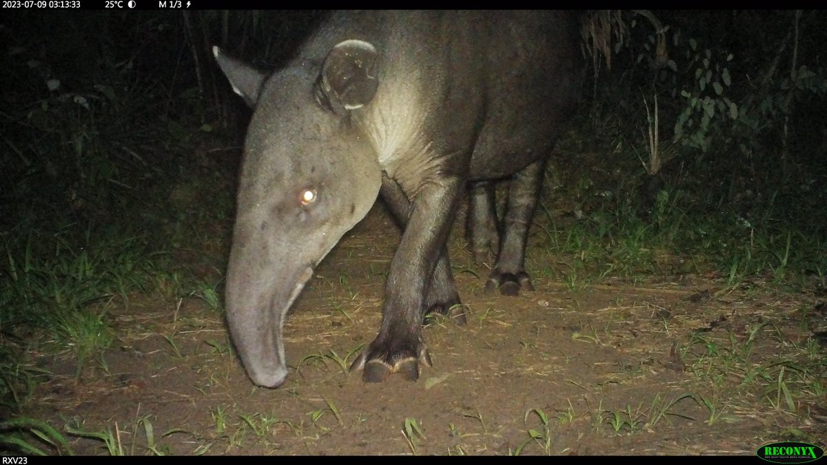 marcellajkelly's tweet image. I just love #tapir feet!