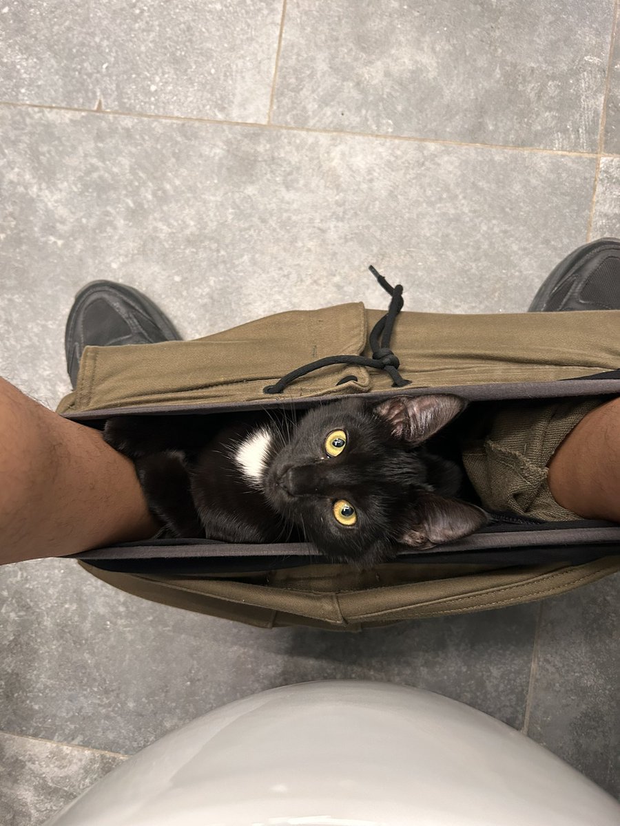 Ma è possibile…? 
#gatti #hot #wc