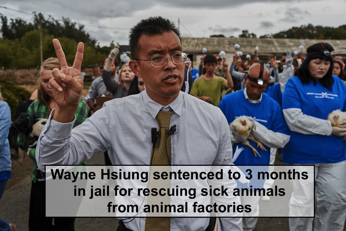 theirturn's tweet image. A California judge has sentenced Wayne Hsiung, a leader in the #RightToRescue movement, to three months in prison for his role in rescuing sick and dying ducks and chickens from animal factories in Sonoma County.  When will the govt. prosecute animal abusers instead of rescuers?