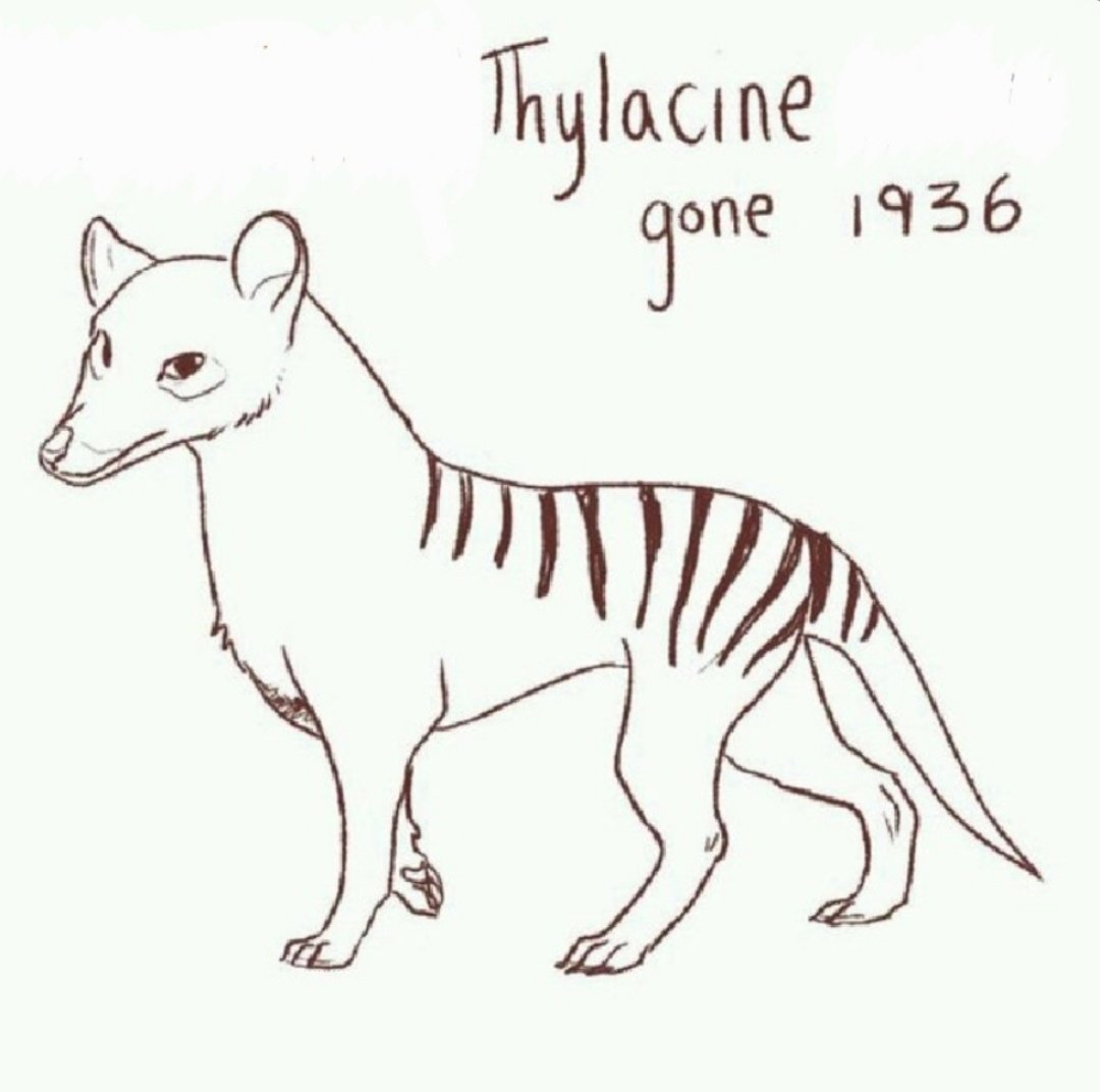 #LostSpeciesDay
#SpeciesRememberanceDay #ExtinctionIsForever
