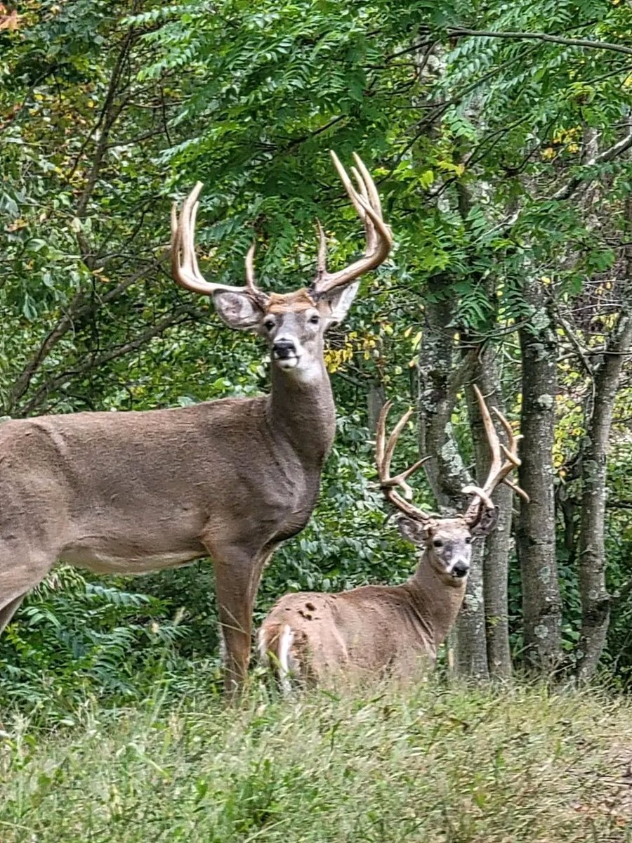 Experience the excellence of First Class Trophy Ranch! 🏆 Our Ohio paradise is filled with whitetail deer, aoudad, and red stag, offering a variety of hunting options. Choose your perfect package and let us guide you to the trophy buck of your dreams.