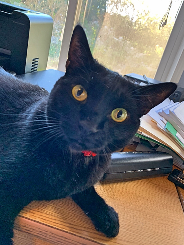 ❤️🐱 A Happy Cat Adoption Story: Abby

Theresa says, "I went to get a kitten &amp; a dozen were around. Each one I picked up wanted down—except Abby. She was sweet &amp; started purring. I adopted her &amp; she brings me joy.”

#cats #cat #CatsOnTwitter #CatsOfTwitter #CatTwitter #meowwiki