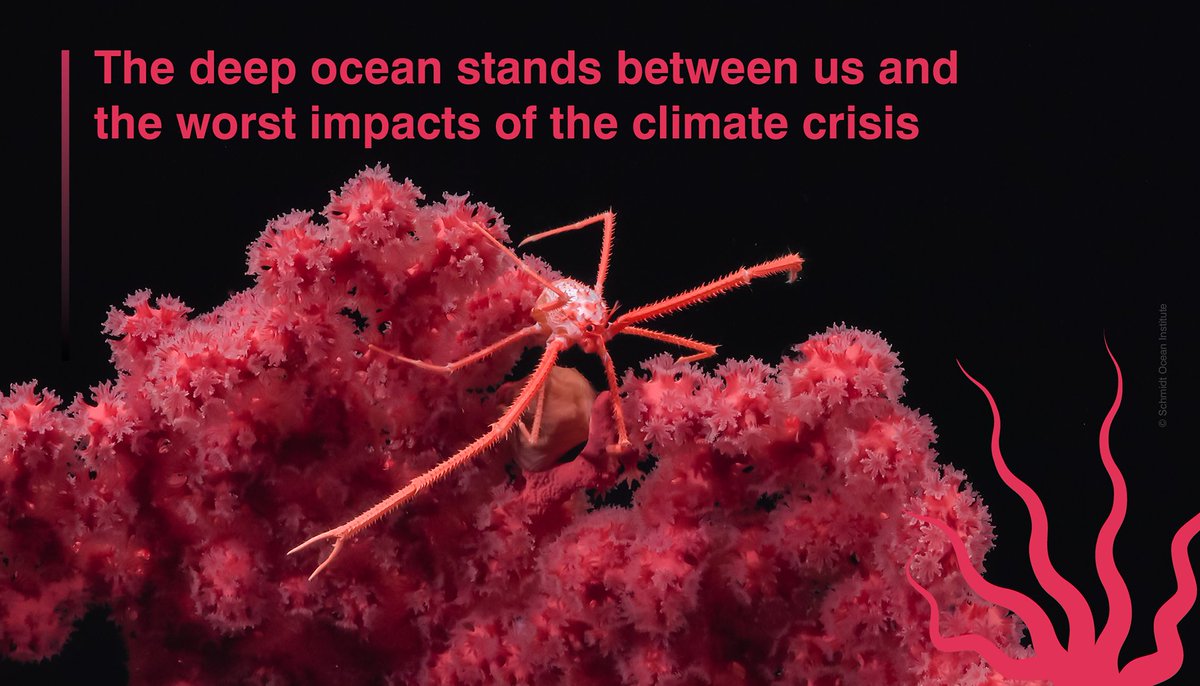 🐙 The deep ocean is our greatest ally in the fight against the #ClimateCrisis.

Leaders at #COP28 must #DefendTheDeep and put ocean protection at the 💙 of climate solutions and ditch destructive industries like #DeepSeaMining #BottomTrawling.
#ListenToTheOcean