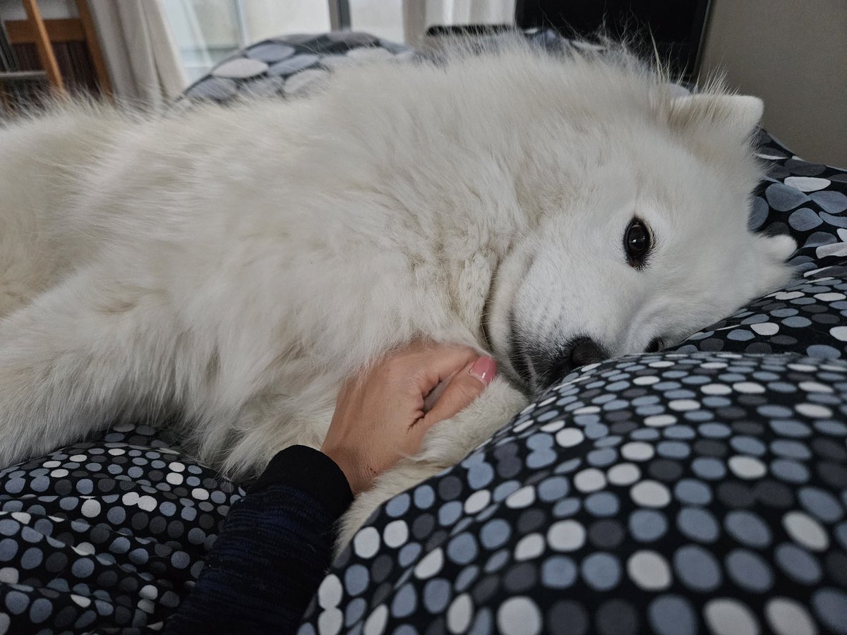 今朝は二度寝するそうです。