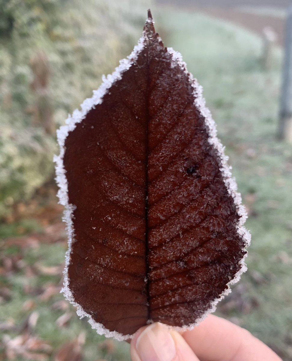 danibrauner's tweet photo. Cambridge frozen beauties #Cambridge #cambridgeshire https://t.co/SwC4PH6pNA