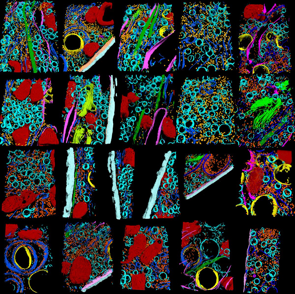 parameciumbrain's tweet photo. Come talk to me about all things segmentation at Cell Bio 2023! https://t.co/85PRynMmUK