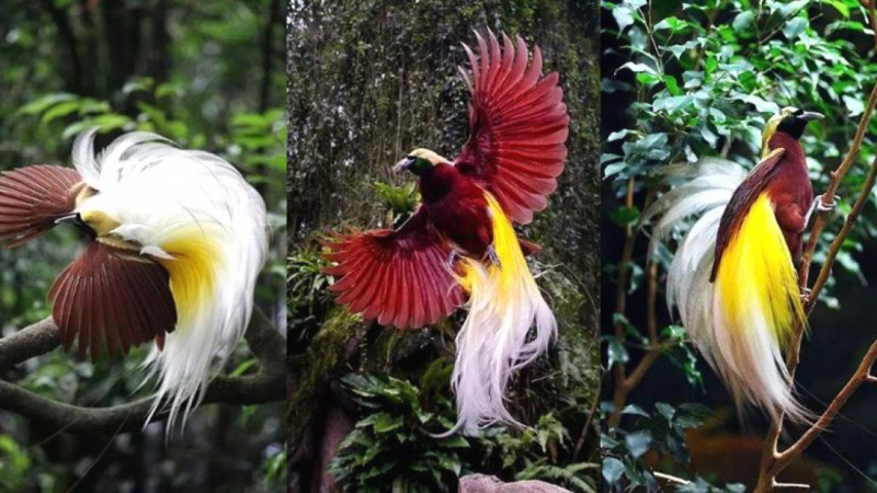 miriamkn's tweet photo. "🌺✨ Embracing the enchanting beauty of Chim Thiên đường (Birds of Paradise) on their special day! 🎉 From Papua New Guinea to our hearts, these vibrant creatures remind us of the extraordinary wonders in nature. Cheers to the winged ambassadors of paradise! 🦜🌈 #BirdsOfParadise #NatureMagic"