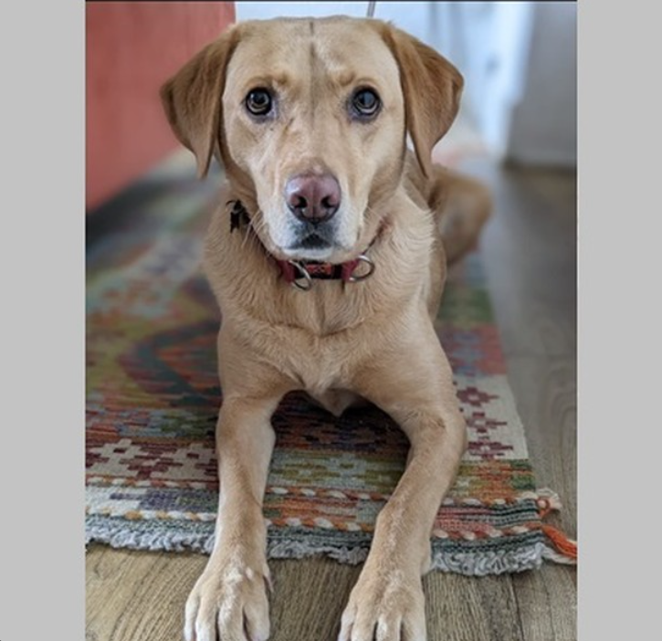 Penny - CEO (Canine Executive Officer)
Meet Penny, part of the team at Cleanroom Supplies.🙂
👉 cleanroomsuppliesltd.com/meet-the-team.…

#dogsatwork #petsatwork #meettheteam #dogpictures #doggy #lovedogs #instagood #puppylife #happydog #labrador #cutedog #goldenretriever #petlovers
6d