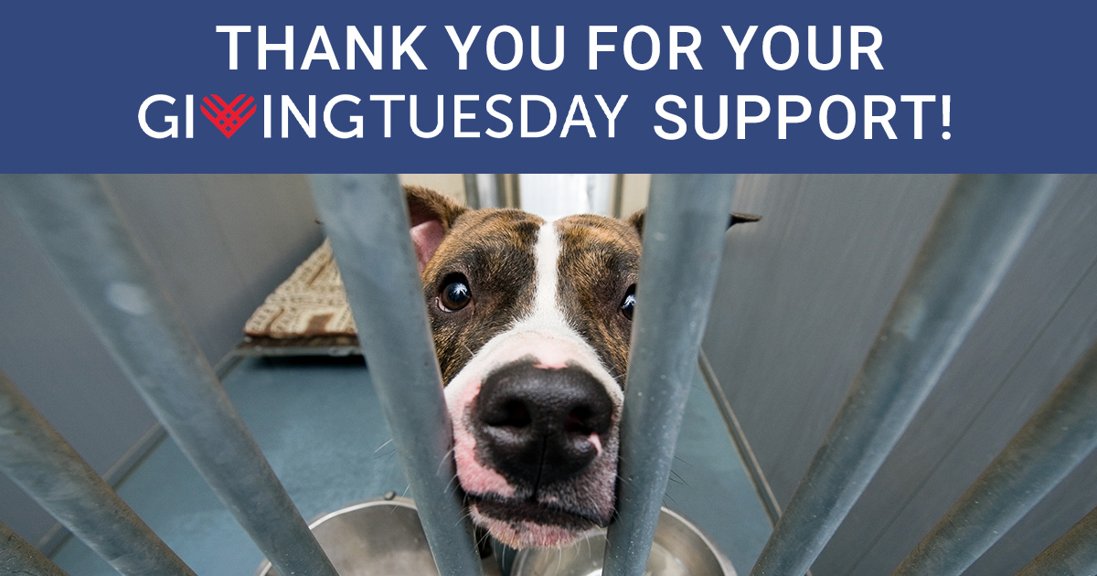 GreaterGoodorg's tweet photo. It's time for a tremendous THANK YOU for making this year's #GivingTuesday Pet Food Drive the biggest yet! ❤️🐾 YOU provided 3.8 meals for homeless pets, exceeding our 3 million meal goal! That’s a lot of happy bellies! 😄🐶🐱 #AmplifyTheGood https://t.co/E08g0IKAV6