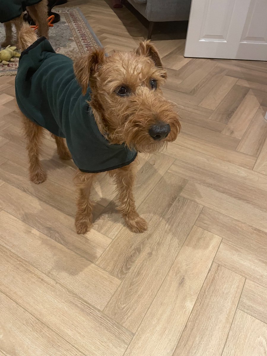 I refuse to walk, or move in this fleece thing! I am not leaving the house!!! Green is not my colour. #Odinthestubborn #Nogo