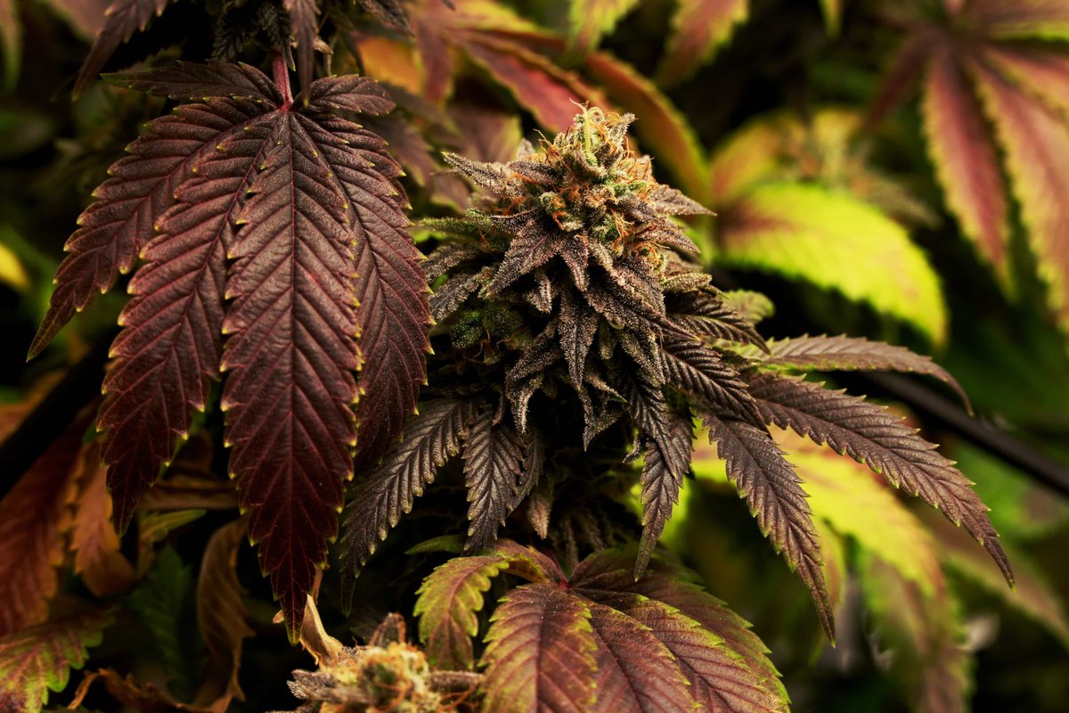 Hell’s Kitchen Cannabis Collective tweet media