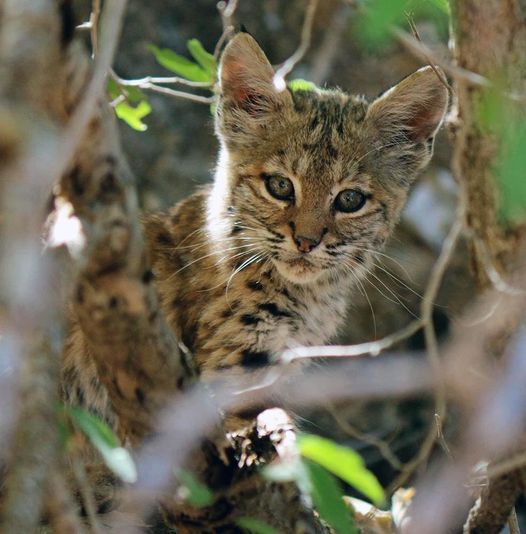 NatlParkService's tweet photo. Well, bobcats. 

We'll keep it short. Did you know bobcats are fairly introverted and generally don’t like being around anyone? Relatable. https://t.co/b0jvd3E2Ty