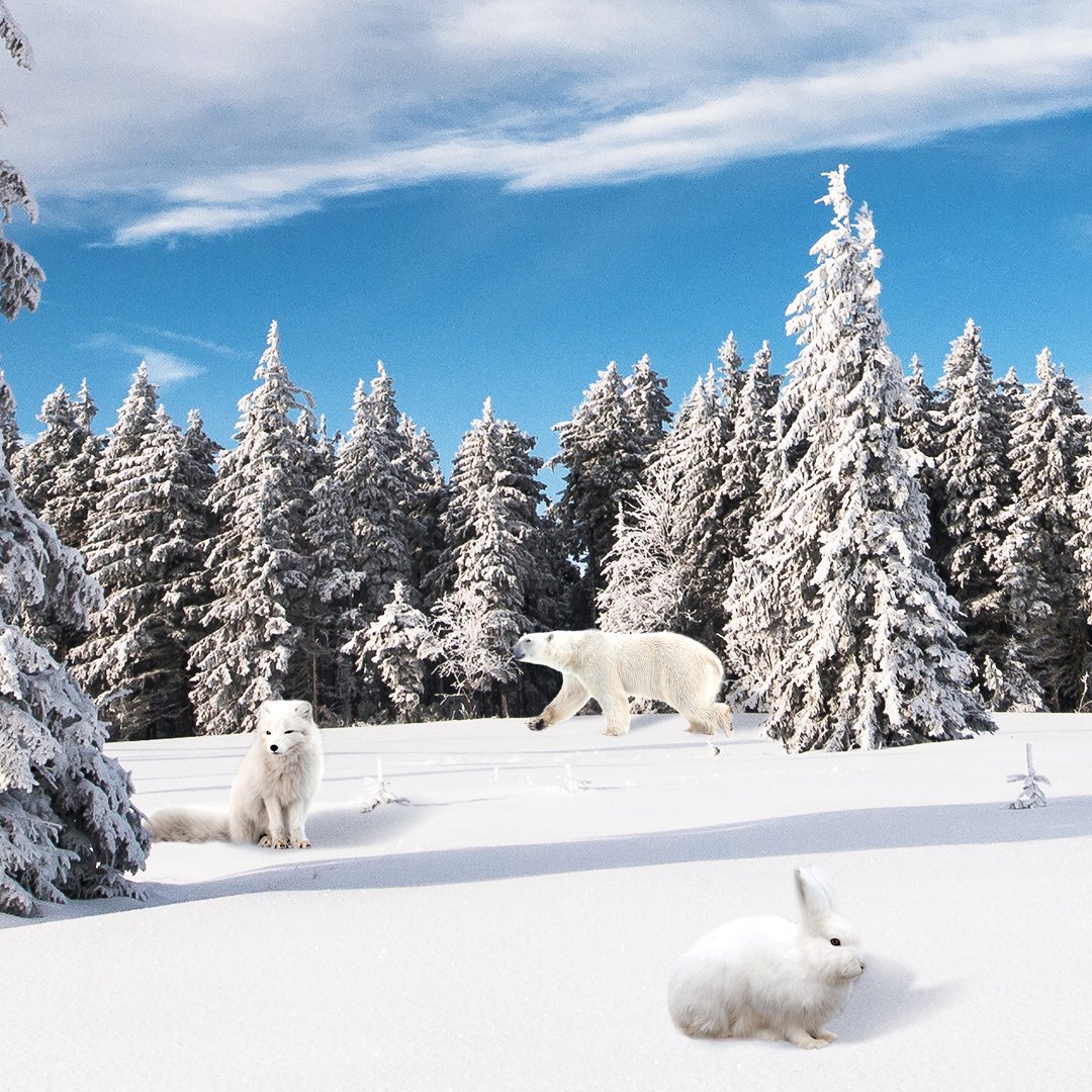 Who said you can’t wear white after Labor Day? Some animals turn white during the winter as camouflage to blend in with the snowy scenery. Can your kids spot the wintry wildlife in this image? #FirstDayofWinter