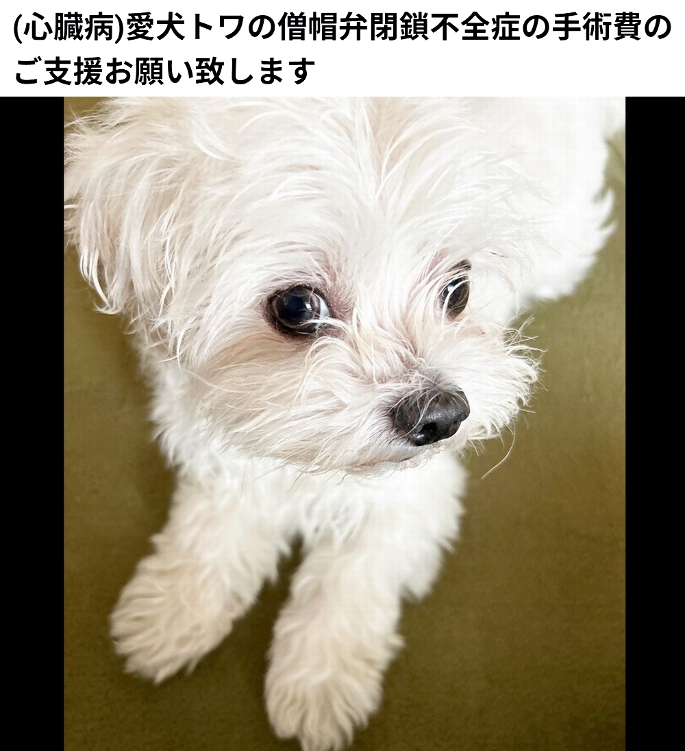 shu_ota2's tweet photo. 🆘#拡散希望🆘
トワ くん の憎帽弁閉鎖不全症の手術費のクラウドファンディングへの御協力お願いします🙇‍♂️
↓
https://t.co/JfLxV3TilB

本日23時終了です。
既に目標額に達してますが、実際に発生する治療費に対しては、まだ不足しています。
ですので 終了までの間、ご支援宜しくお願い致します🙇‍♂️ https://t.co/4SJ5ftJV0s