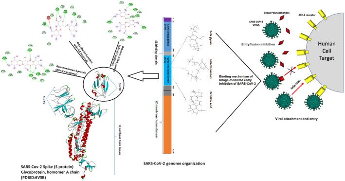 doi: 10.1002/fsn3.2576
Copyright/LicenseRequest permission to reuse
<< PrevFIGURE 8Next >>
FIGURE 8

Mechanistic diagram depicting the overall interaction of Chaga mushroom components beta glycan, galactomannan, and betulinic acid with the spike protein (S‐protein) of SARS‐CoV‐2