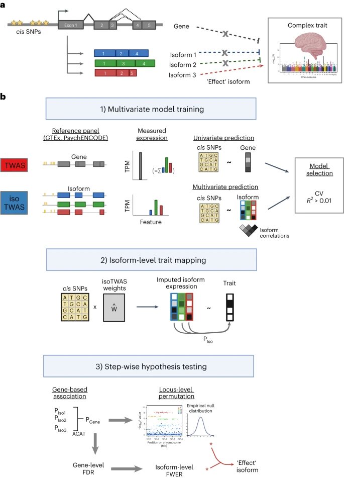 Michael Gandal (@mikejg84) on Twitter photo Very excited to see isoTWAS published today in <a href="/NatureGenet/">Nature Genetics</a>!
Big power gains for complex trait mapping via multivariate modeling of isoform-level regulation, particularly in brain.
Fantastic effort led by @bhattac_a_bt & collab with <a href="/bpasaniuc/">Bogdan Pasaniuc</a>
rdcu.be/dsrzZ Very excited to see isoTWAS published today in <a href="/NatureGenet/">Nature Genetics</a>!
Big power gains for complex trait mapping via multivariate modeling of isoform-level regulation, particularly in brain.
Fantastic effort led by @bhattac_a_bt & collab with <a href="/bpasaniuc/">Bogdan Pasaniuc</a>
rdcu.be/dsrzZ