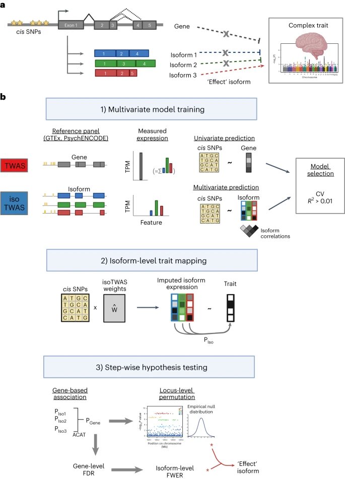 Very excited to see isoTWAS published today in @NatureGenet! Big power gains for complex trait mapping via multivariate modeling of isoform-level regulation, particularly in brain. Fantastic effort led by @bhattac_a_bt & collab with @bpasaniuc rdcu.be/dsrzZ