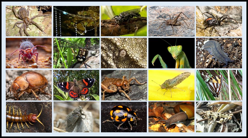 Danilo Hegg (@danilohegg) on Twitter photo 2024 Bug of the Year nominees announced today!
<a href="/NZEntoSoc/">Entomological Society of New Zealand</a>
Go the Mt Cook flea #Pharmacusmontanus
bugoftheyear.ento.org.nz/2024-bug-of-th… 2024 Bug of the Year nominees announced today!
<a href="/NZEntoSoc/">Entomological Society of New Zealand</a>
Go the Mt Cook flea #Pharmacusmontanus
bugoftheyear.ento.org.nz/2024-bug-of-th…