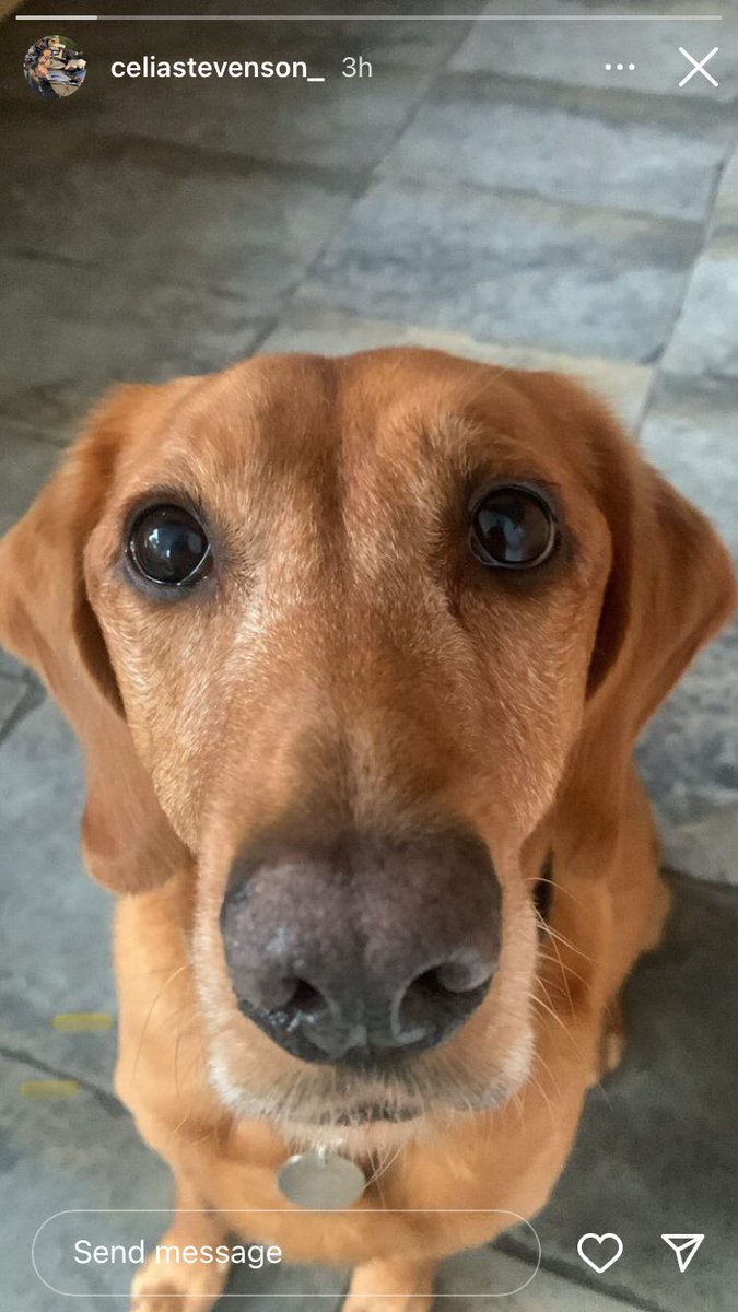 R.I.P. Max - best dog ever 🐕 xx
