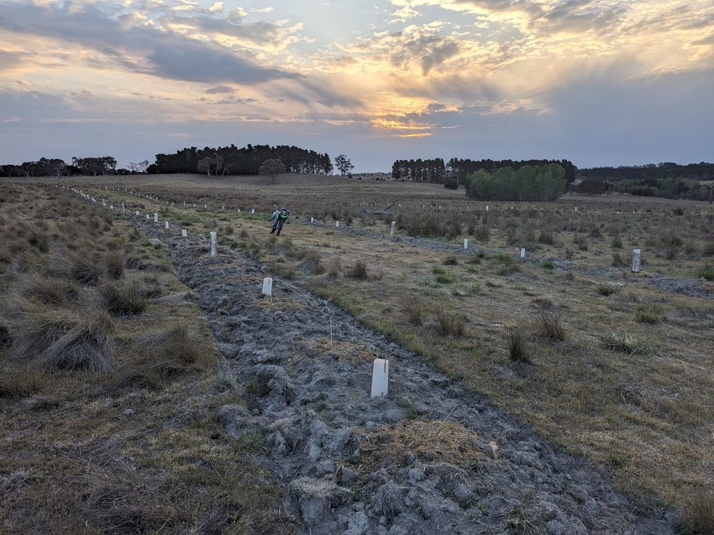 regen_ray's tweet image. We&apos;re on a mission to find a home for our last 250 trees! 🌳 Each tree is a step towards a greener future. #MetaTrees #AdoptATree metatrees.com.au