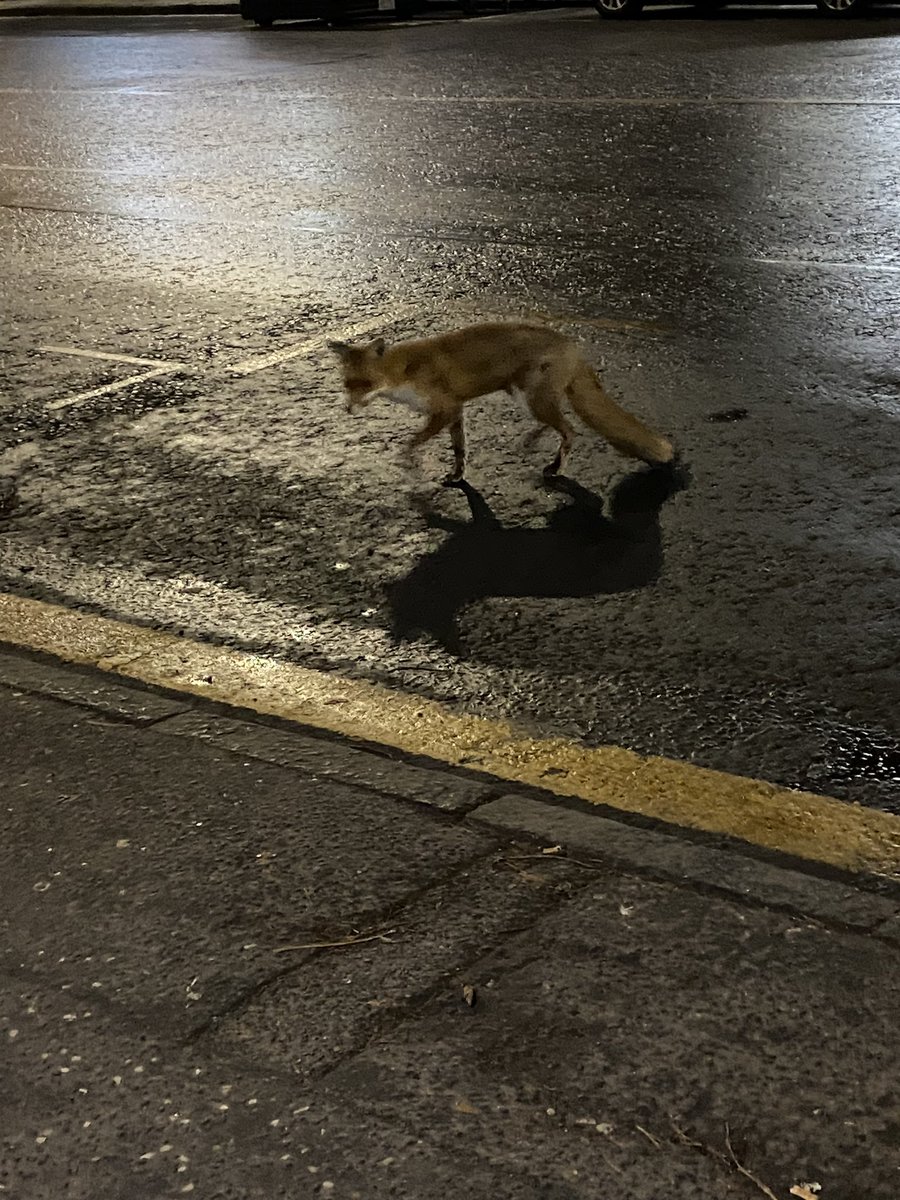 Just waiting for a bus and this lovely fox went past! Nearly paused long enough for me to get a good photo too…nearly 😆 🦊 @WildlifeOWindow #urbanwildlife #Edinburgh