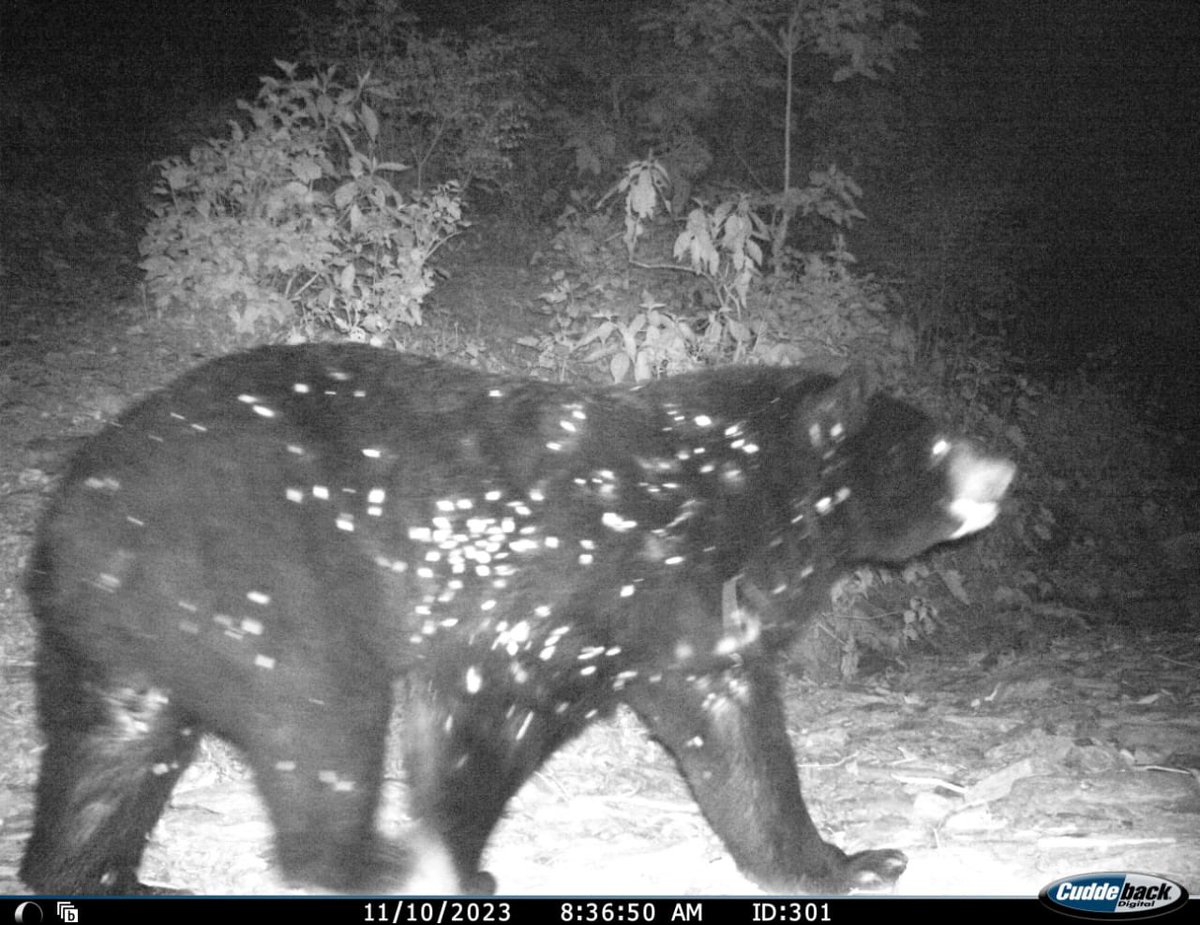 Co-existence: A leopard, tiger, deer and bear captured at the same location, in camera trap, at different times of the day. An important indicator of the rich biodiversity our forests harbour and the importance of protecting key habitats which are home to variety of wildlife.…