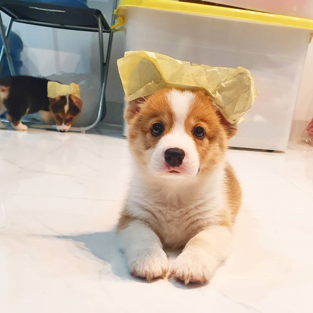 corgi_loverss's tweet photo. season of corgis perfection
Amazing corgi looking 🥰😘❤️ #corgilove #corgirulse #corgipuppi #corgitheday #corgimix #corgifamily #corgidog #corgiarelove #corgisinfood #corgicontainment #corgistation https://t.co/XpIRX3BvDX