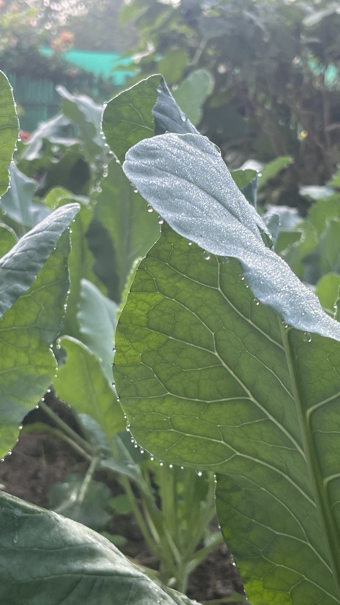 Garden cauliflower trapped me to take a Phogat photographs ! 🫶🏻