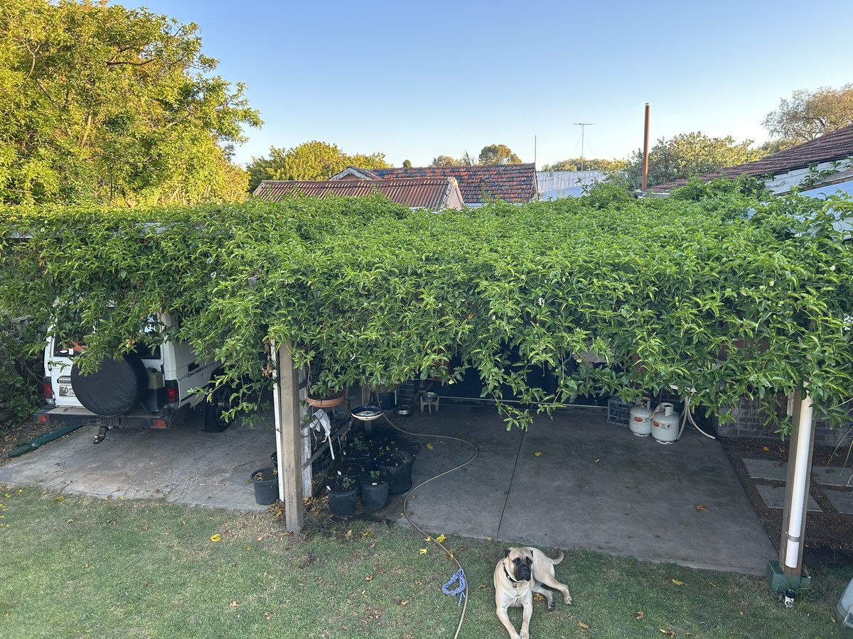 Fridge369's tweet photo. @HoolyMcg @toddthepainter Try and get the non grafted Sunshine Special. Over 600 fruit last season. Solid growth ⬇️💪 https://t.co/7ABgZs43dd