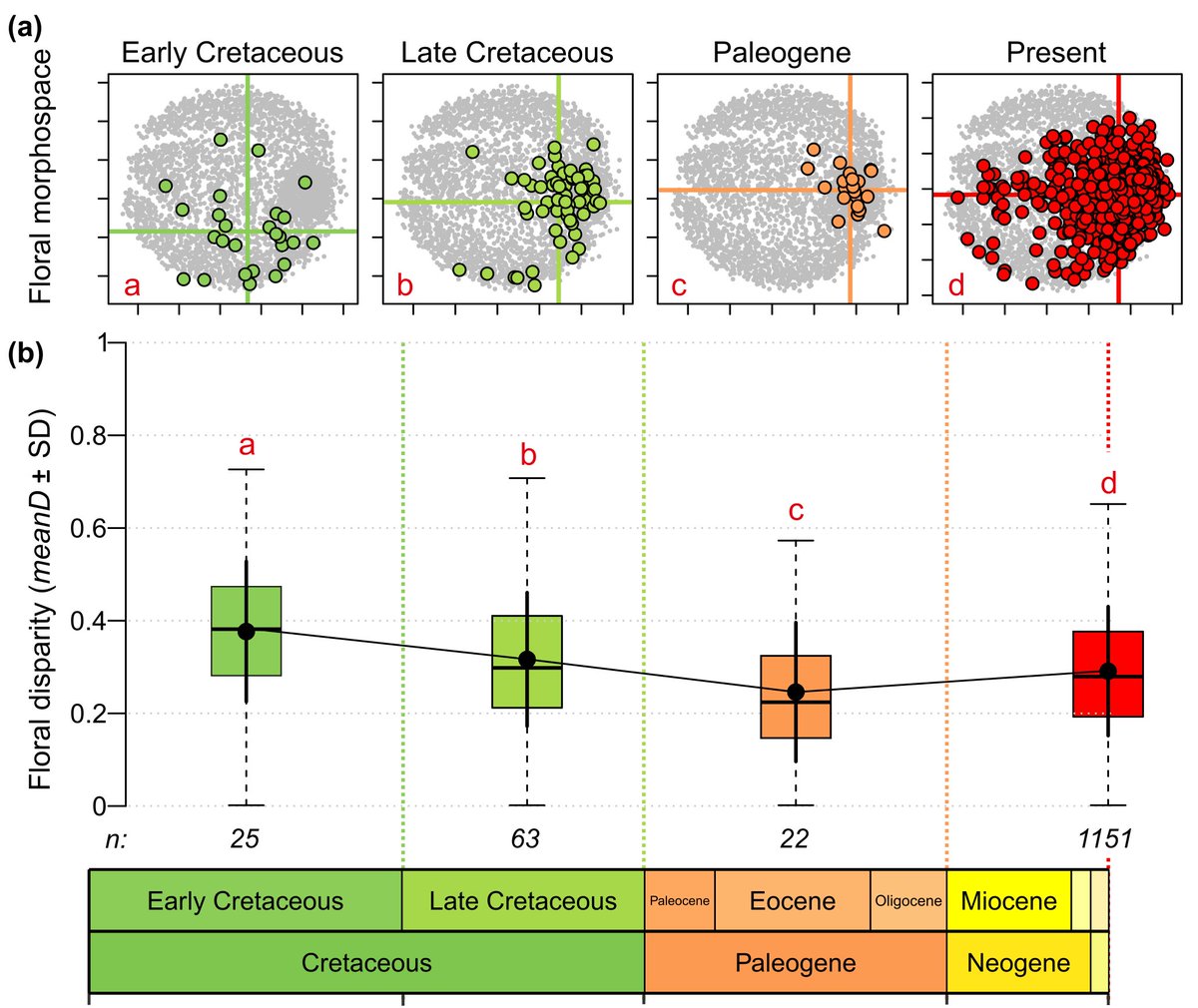 Excited to share the latest from the #eFLOWERproject: a morphospace study of angiosperm flowers led by Andrea López-Martínez and Marion Chartier! Angiosperm flowers reached their highest morphological diversity early in their evolutionary history nph.onlinelibrary.wiley.com/doi/10.1111/np…