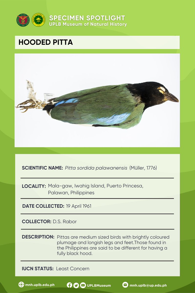 UPLB Museum of Natural History tweet media