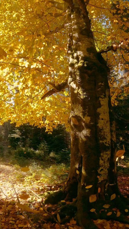 The fragrance of rice flowers tells of a good harvest, and the sound of frogs sounds.