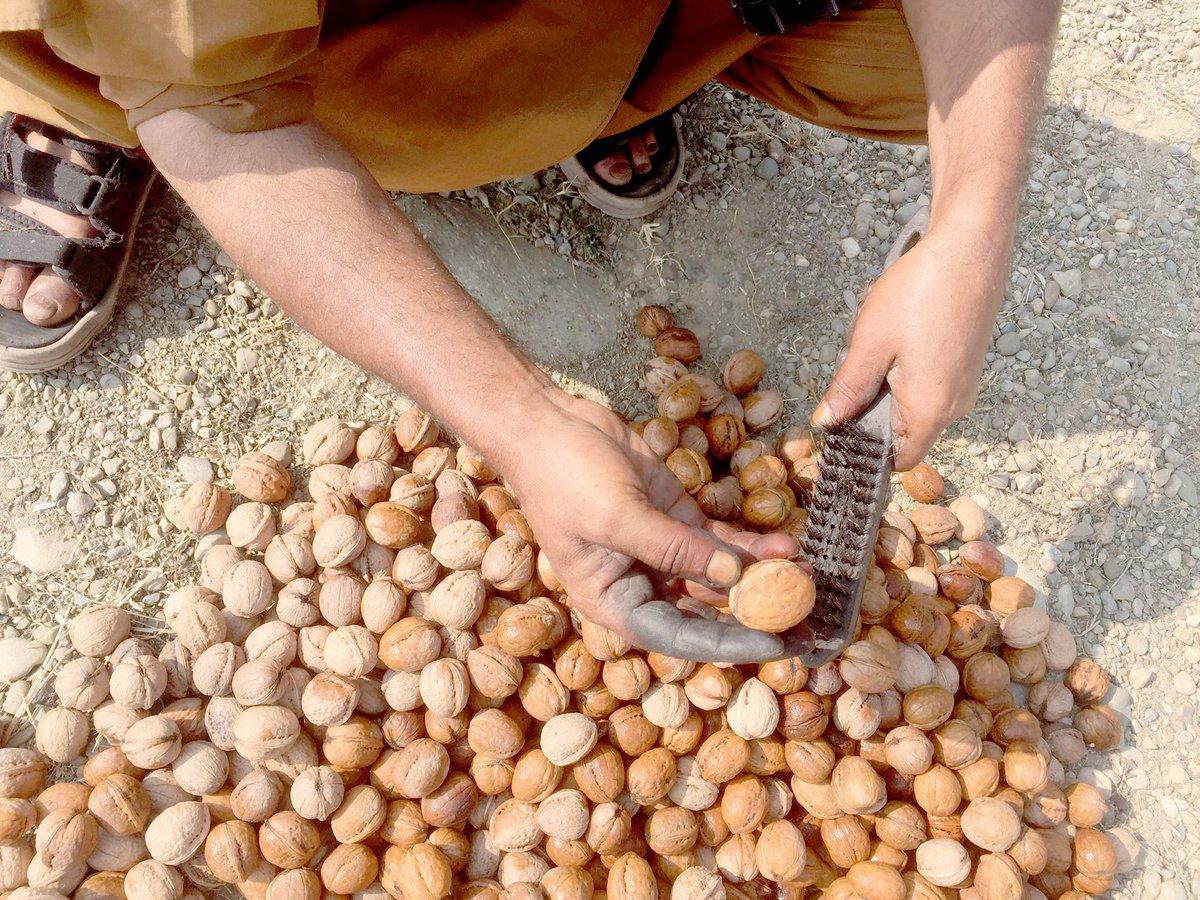 RisingKashmir's tweet photo. #Kupwara leads in #walnutproduction for 2nd consecutive #year
Reports @SyedaRafiyah
@HortiKashmir @infokupwara
@dckupwara @OfficeOfLGJandK
@diprjk
https://t.co/1BNeHYFjFP https://t.co/gulMhAUlJO