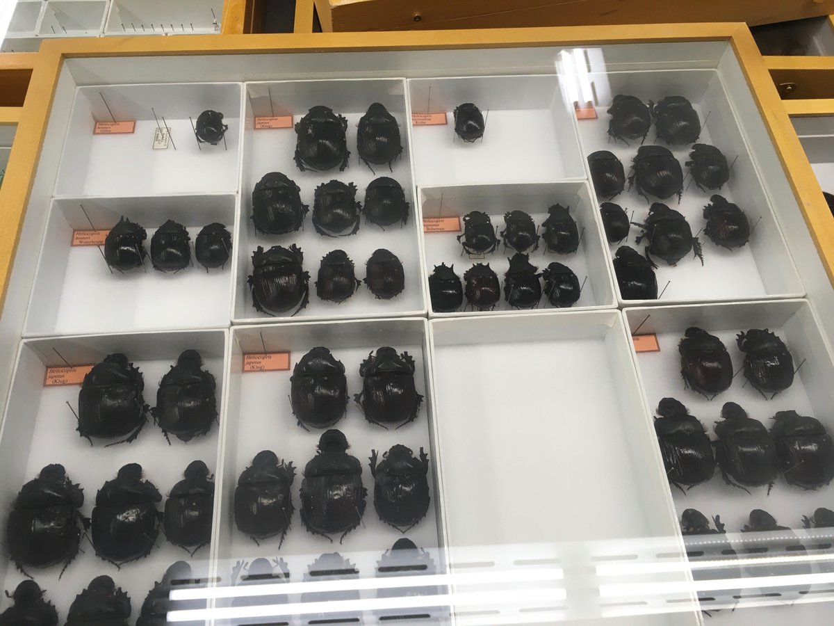 buxton_rachel's tweet image. We got an incredible tour of the @MuseumofNature collections and one of the world’s leading #beetle experts pulled out a drawer of dung beetles just for my 6yo and he was like 🤯🤯🤯🤯🤯🤯🤯 

A future #entomologist was created
