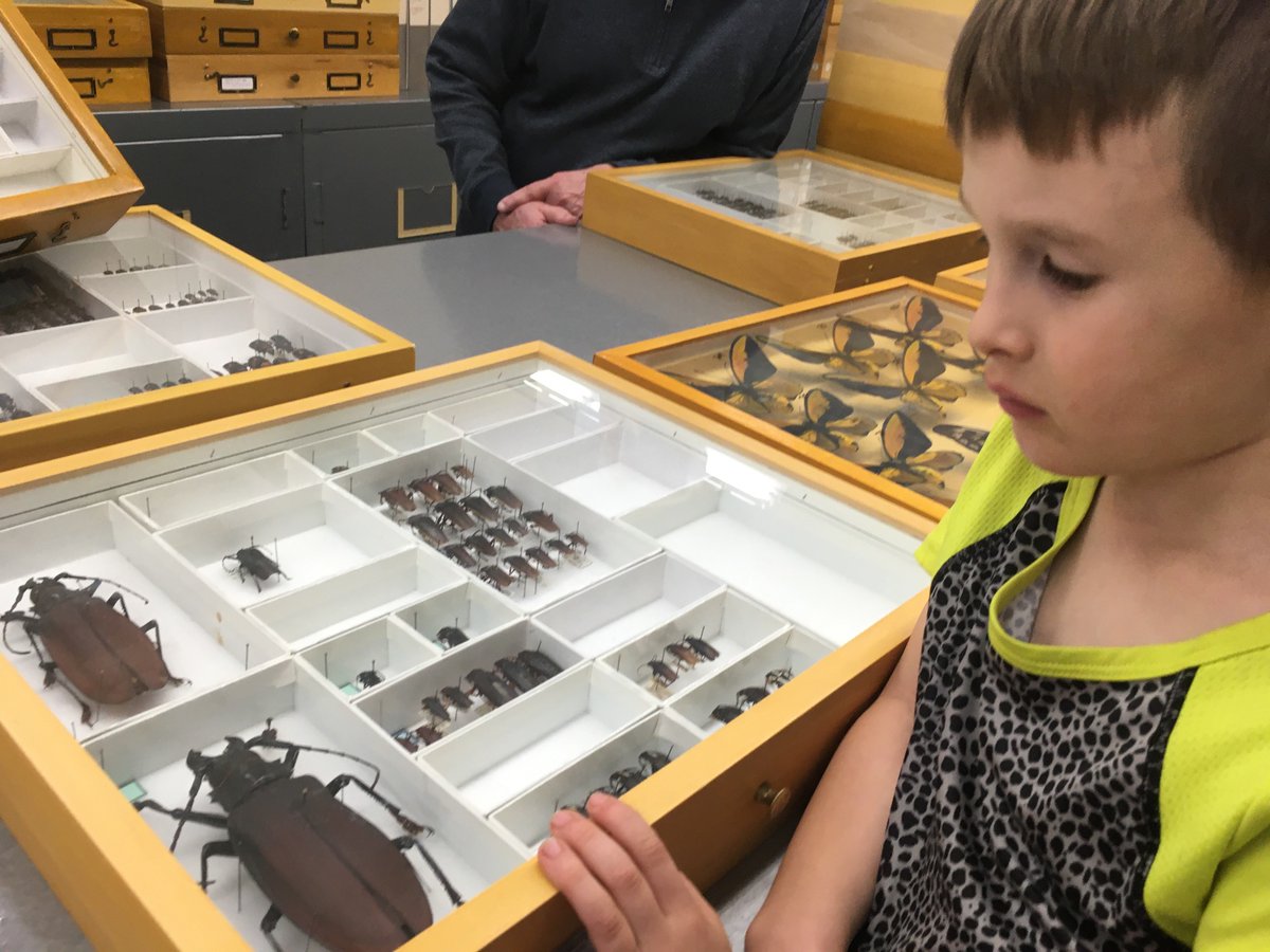 buxton_rachel's tweet image. We got an incredible tour of the @MuseumofNature collections and one of the world’s leading #beetle experts pulled out a drawer of dung beetles just for my 6yo and he was like 🤯🤯🤯🤯🤯🤯🤯 

A future #entomologist was created