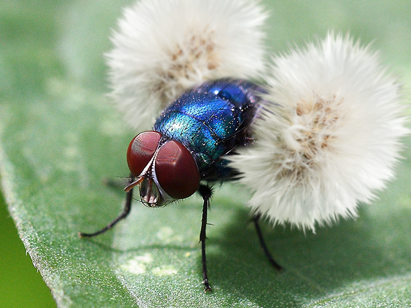Mecha_Borne's tweet photo. @AnyTechnology The bug you're talking about is called the Cultuspervertere https://t.co/wM4ofbKq3Y