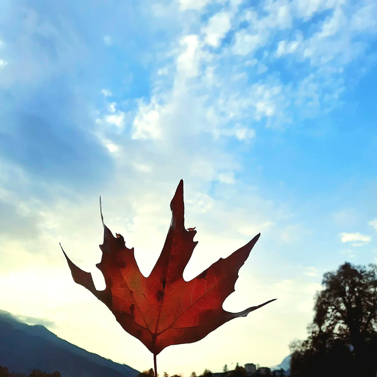 HiteshLoona's tweet photo. "Autumn is as joyful and sweet as an untimely end" - Remy De Gourmon
#Gutenmorgen #Kishtwar #Untouchedheaven https://t.co/aRoZDXOIDU