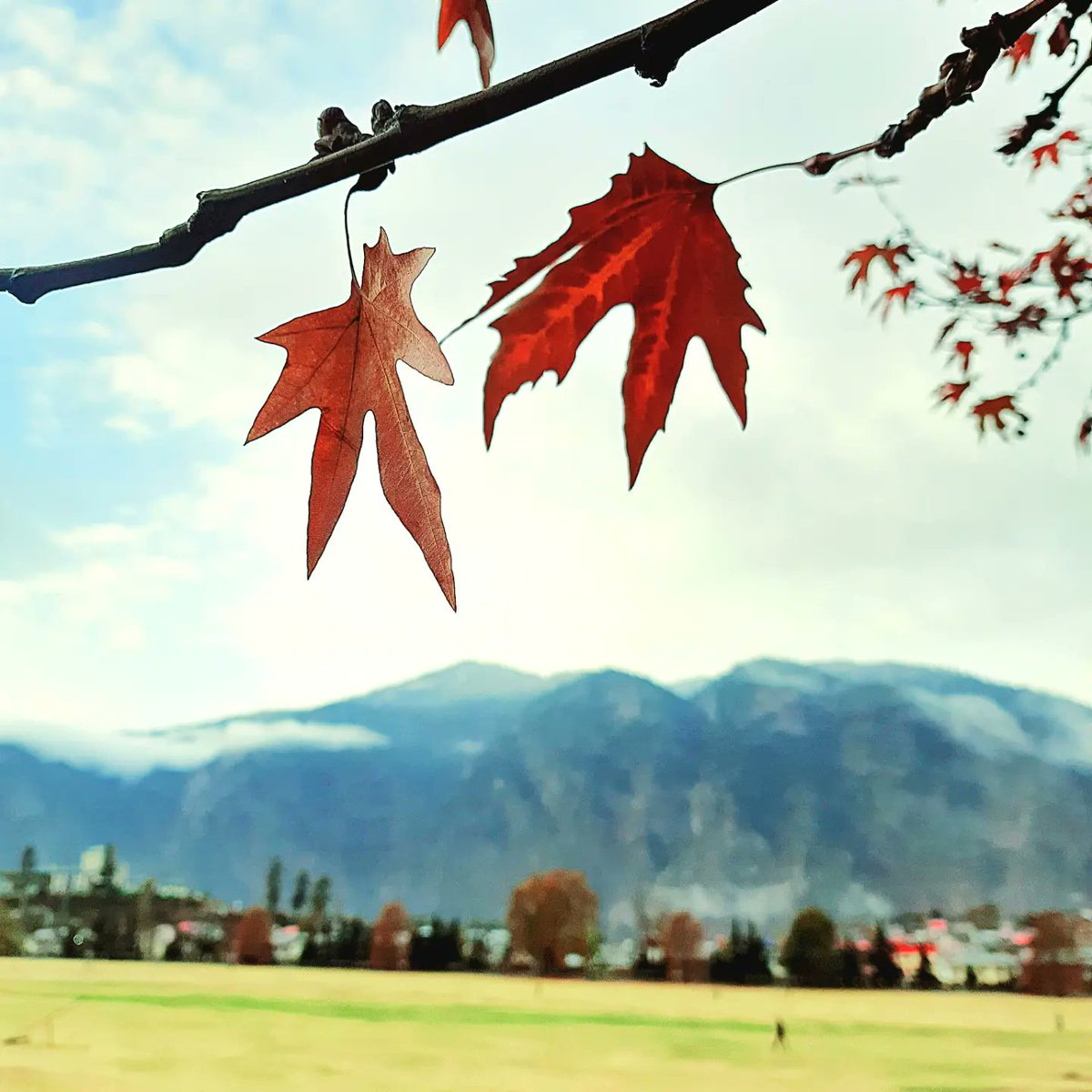 "Autumn is as joyful and sweet as an untimely end" - Remy De Gourmon
#Gutenmorgen #Kishtwar #Untouchedheaven