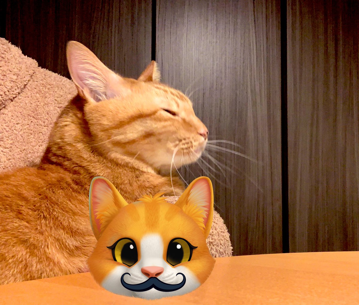 抱っこ大好きごまちゃん、
もぎもぎしながら膝にいます🥹冬はより、密着してくる😊
#ごましお
#猫のいる生活