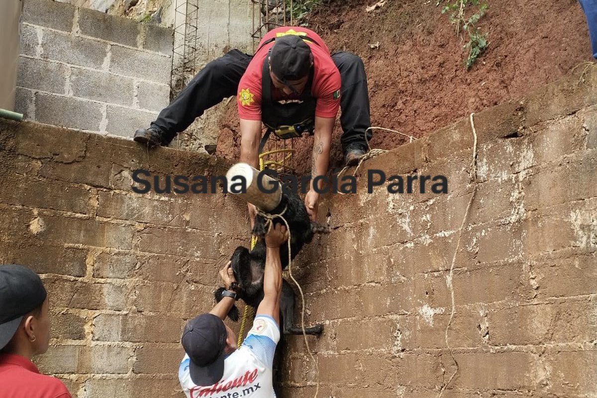 SuzanParra's tweet photo. En la colonia Cerro Colorado, en #Xalapa, elementos de Comisión Nacional de Emergencia (CNE), rescataron a un perrito al que se atoró la cabeza en una lata de metal en busca de comida y cayó a un barranco.

El can se encuentra en buenas condiciones. https://t.co/lWobnBCLcI