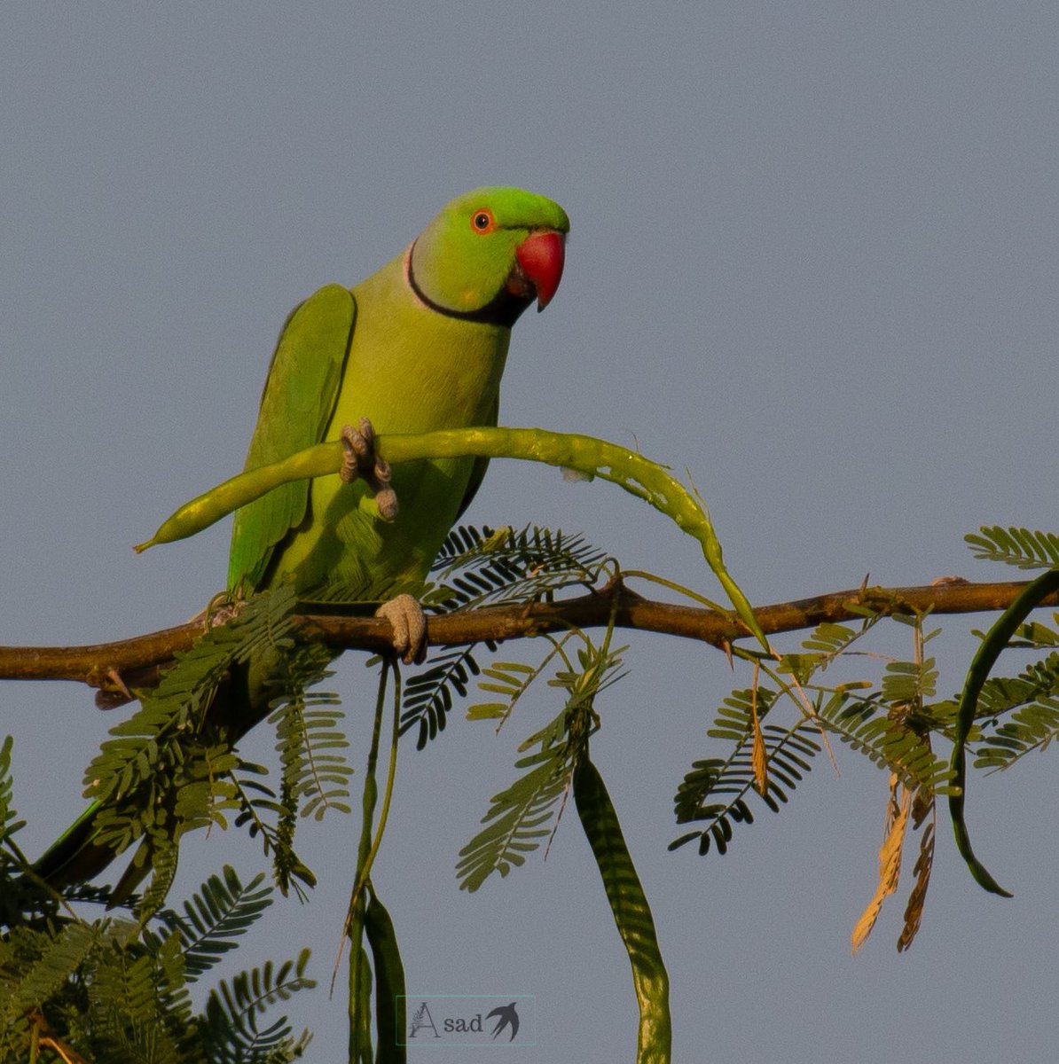 Don’t miss your daily dose of greens! Rose ringed parakeet #IndiAves #BirdTwitter #birdphotography